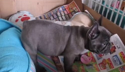 3 m�s�ce star� �t��ata francouzsk�ho buldo�ka dob�e vy�kolen� a ji� od�erven� �t���tka s rodokmenem