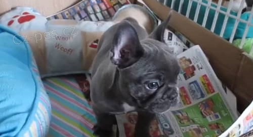 3 m�s�ce star� �t��ata francouzsk�ho buldo�ka dob�e vy�kolen� a ji� od�erven� �t���tka s rodokmenem