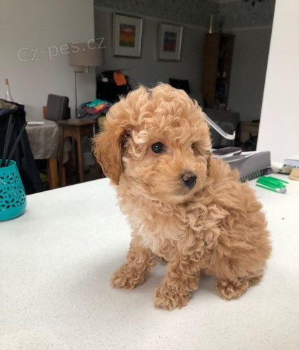 12 t�dn� �t��at Toy pudl