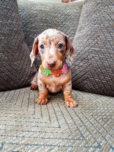 10 t�dn� �t��at miniaturn�ho jezev��ka