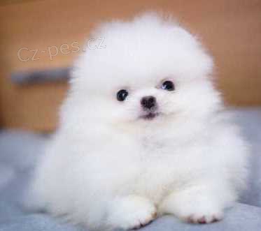 Pomeranian �t��ata k dispozici