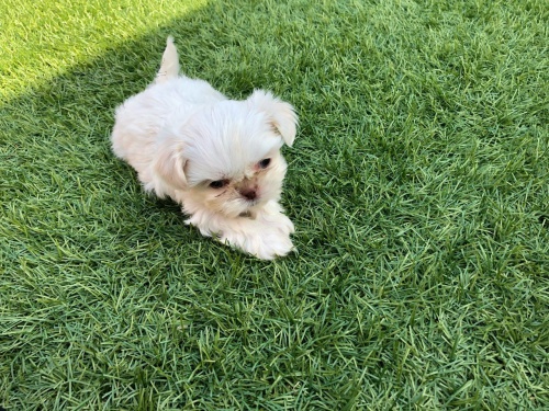 Kr�sn� �t���tka Shih-tzu