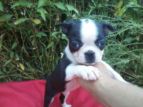 �t��ata boston teri�ra