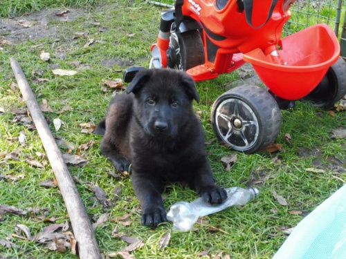 N�meck� ov��k - �t��ata s PP