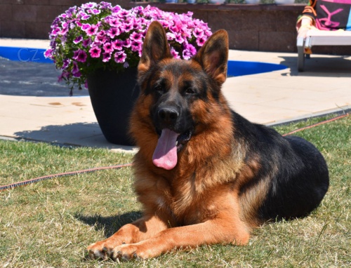 Prod�m �t��ata n�meck�ho ov��ka