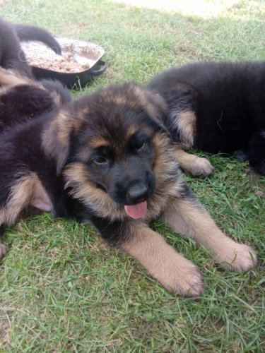 N�meck� ov��k - �t���tka NO s PP, v�b�r. chov.