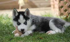 �t��ata sibi�sk�ho Husky