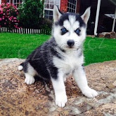 �t��ata sibi�sk�ho Husky