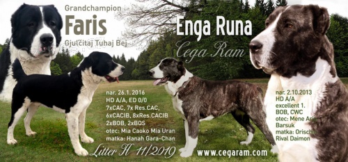 St�edoasijsk� pasteveck� pes �t�n�tka