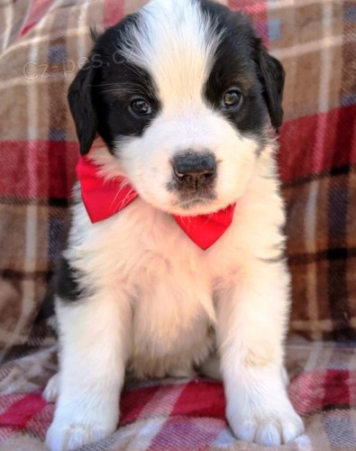 k dispozici n�dhern� �t��ata svat�ch bernard�