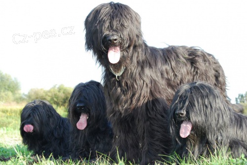 �ern� �t��ata briard� - skv�l� povahy i v�born� exteri�r