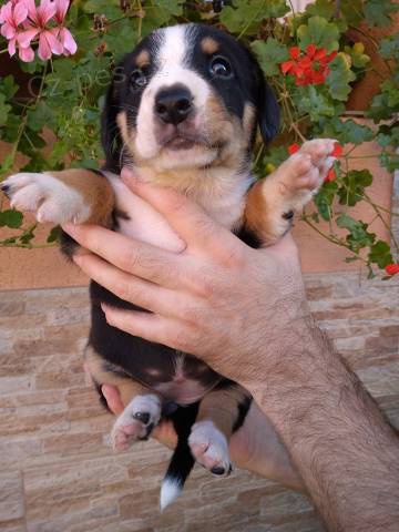 Entlebu�sk� sala�n�cky pes