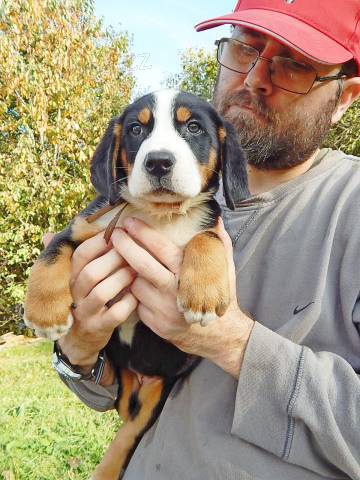 Ve�k� �vaj�iarsky sala�n�cky pes