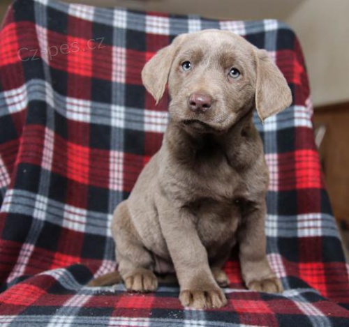 adoptivn� �t���tka p��telsk� a hrav� labradorsk�