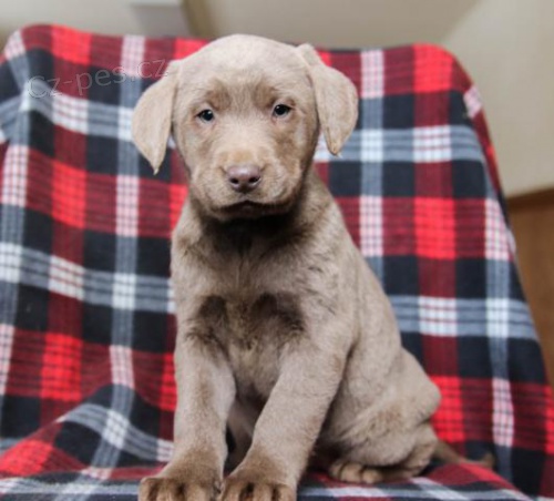 adoptivn� �t���tka p��telsk� a hrav� labradorsk�