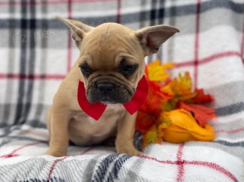 kr�sn� francouzsk� buldo�ka �t��ata