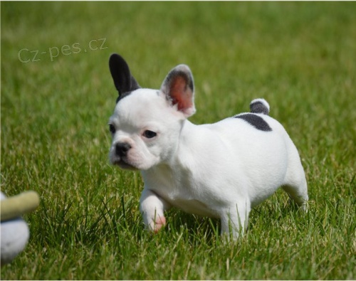 kr�sn� francouzsk� buldok