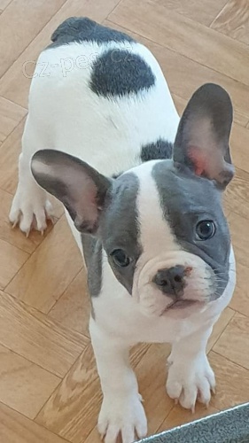 kr�sn� francouzsk� buldok