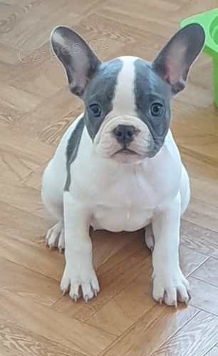 kr�sn� francouzsk� buldok