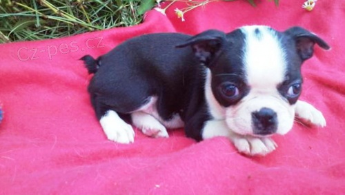 �t��ata k dispozici boston teri�r