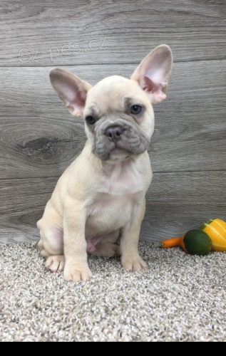 francouzsk� buldok �t��ata