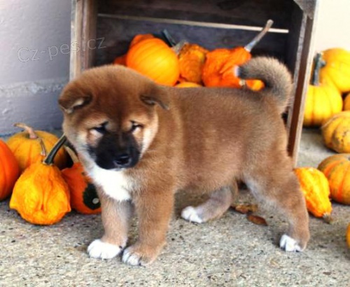 �t��ata shiba inu k dispozici k adopci