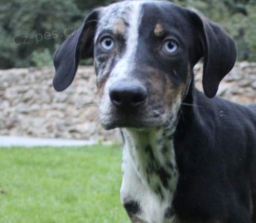 Louisiansk� leopard� pes- Catahoula s PP