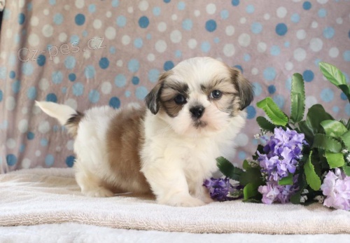 Laskav� srdce Shih Tzu