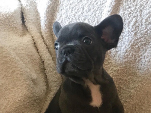 3 m�s�ce star� �t��ata francouzsk�ho buldo�ka dob�e vy�kolen� a ji� od�erven� �t���tka s rodokmenem