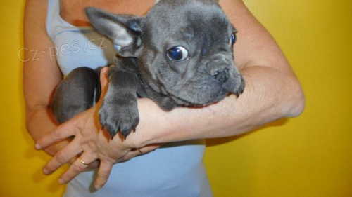 3 m�s�ce star� �t��ata francouzsk�ho buldo�ka dob�e vy�kolen� a ji� od�erven� �t���tka s rodokmenem