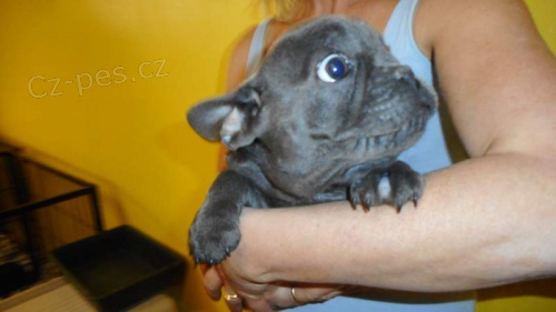 3 m�s�ce star� �t��ata francouzsk�ho buldo�ka dob�e vy�kolen� a ji� od�erven� �t���tka s rodokmenem