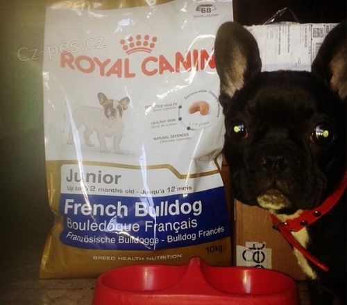 3 m�s�ce star� �t��ata francouzsk�ho buldo�ka dob�e vy�kolen� a ji� od�erven� �t���tka s rodokmenem