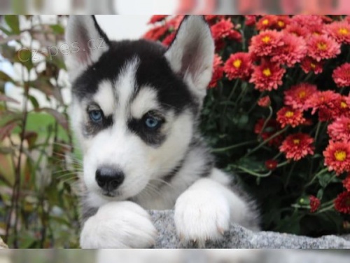 adoptivn� �t���tka p��telsk� a hrav� sibi�sk� husky