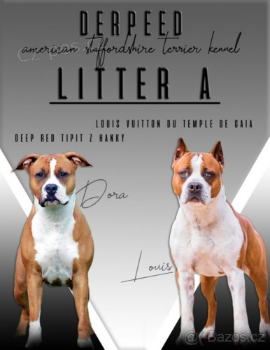 Americk� staford��rsk� teri�r s PP