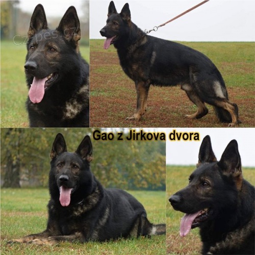 Prod�m �t��ata n�meck�ho ov��ka