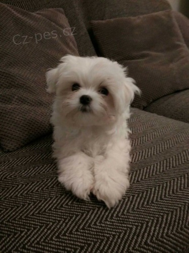 �istokrevn� maltsk� �t��ata hledaj�c� nov� domov s mikro�ipem a rodokmenem jsou 3 m�s�ce star� s rodi�em tak� za d�rek