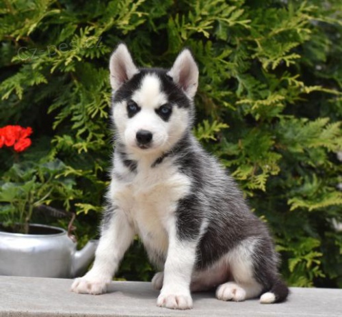 �t��ata sibi�sk�ho Husky