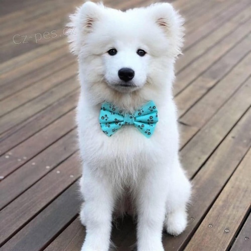 kr�sn� �istokrevn� samojedsk� �t��ata Samci a samice K dispozici hledaj� nov� domov s mikro�ipem a rodokmenem jsou 3 m�s�ce star� se sv�mi rodi�i tak� za ... E-mail ::::: brandonmba10@gmail.com