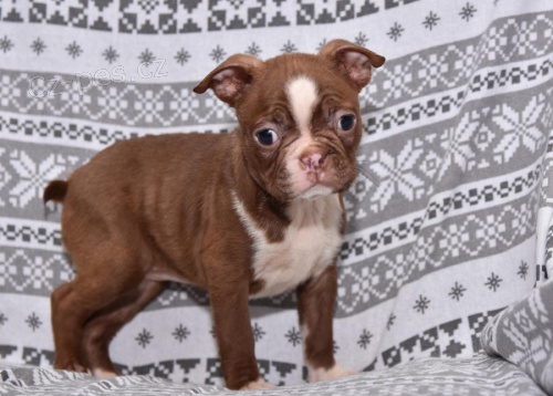 �istokrevn� �t��ata boston teri�ra hledaj�c� nov� domov s mikro�ipem a rodokmenem jsou 3 m�s�ce star� se sv�mi rodi�i tak� za d�rek