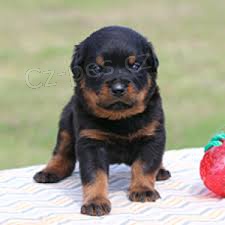 Rotvajler na V�noce.