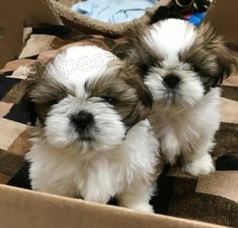Shih Tzu �t��atka na V�noce.
