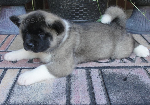 Akita-inu na V�noce.