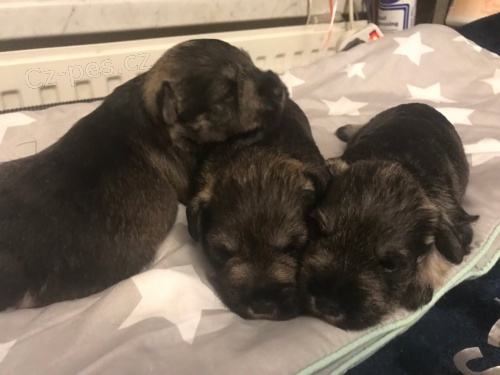 Kn�ra� mal� pep�+s�l