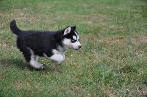 Sibi�sk� Husk� d�tsk� rodokmen