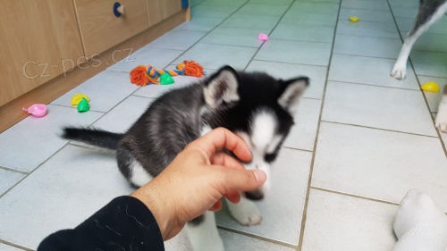 Sibi�sk� Husk� d�tsk� rodokmen