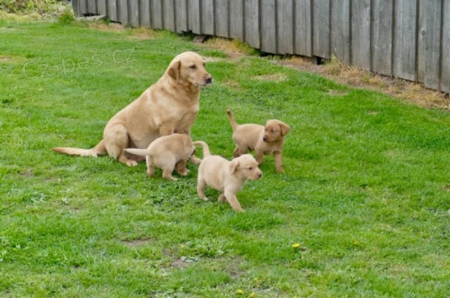 Rozko�n� labrador.