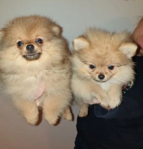 Pomo�ansk� �t��ata na V�noce(n�meck� �pic)