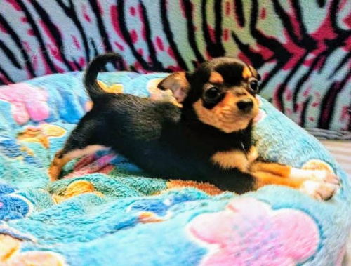 �IVAVA s PP - fenky