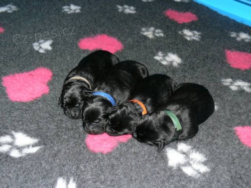 Labrador retriever, �t��ata po �pi�kov�ch rodi��ch