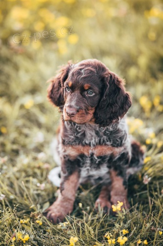 �t��ata Pikardsk�ho oha�e